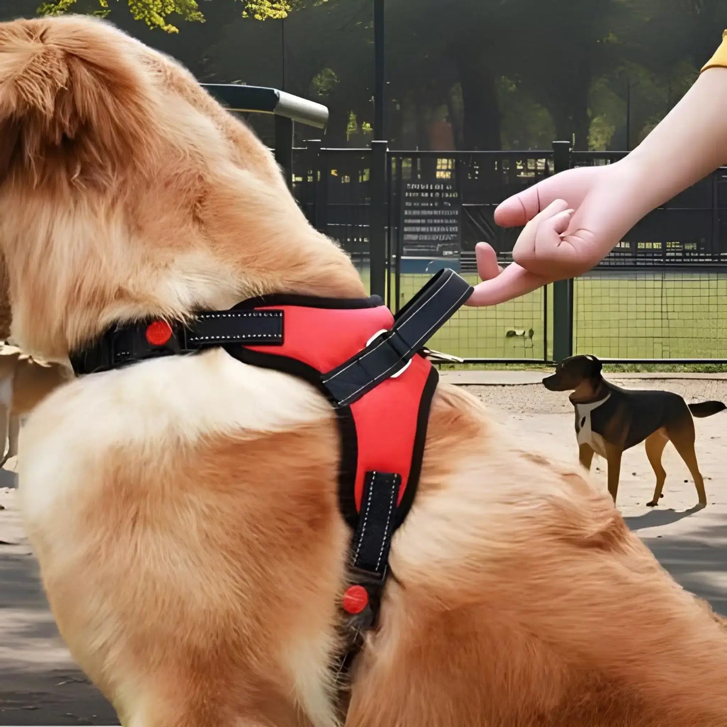 Vue latérale du golden retriever dans un parc à chiens avec un harnais pour chien rouge.