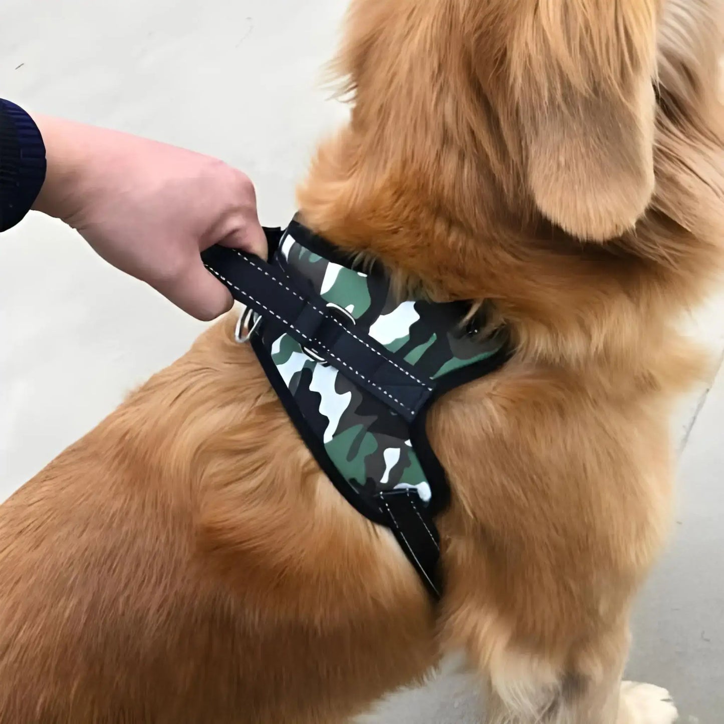 Un harnais pour chien couleur vert camouflage sur un golden retriever.