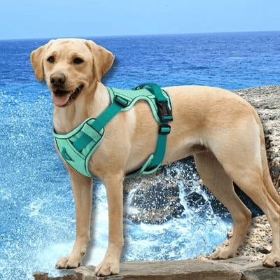 harnais chien labrador roche mer avec harnais