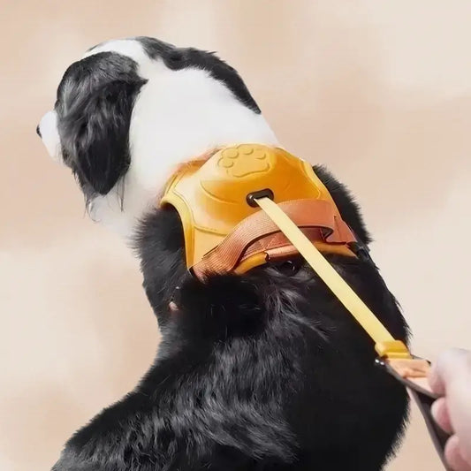 Un border collie vu de dos avec son harnais pour chien avec laisse intégrée orange.