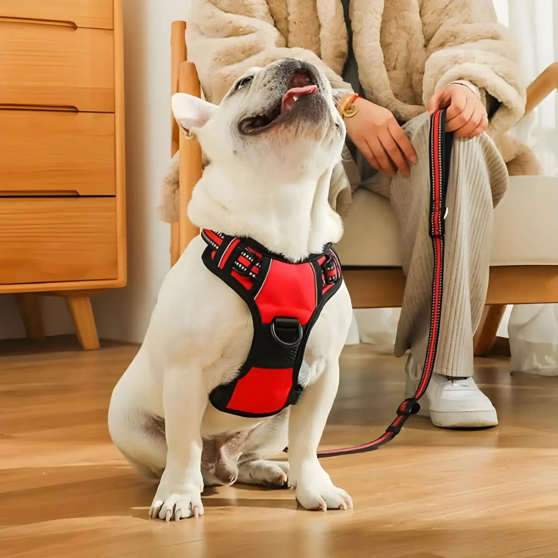 Un bouledogue français assis dans un salon regardant en l'air porte un harnais pour chien rouge.