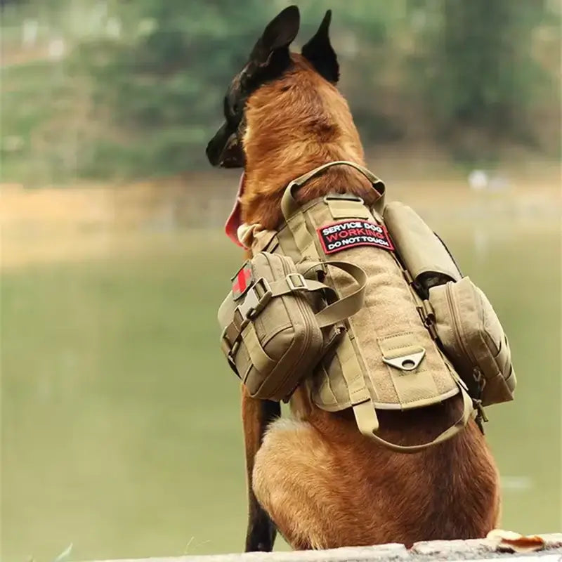 Vu de dos un malinois assis avec un harnais tactique brun coyote.