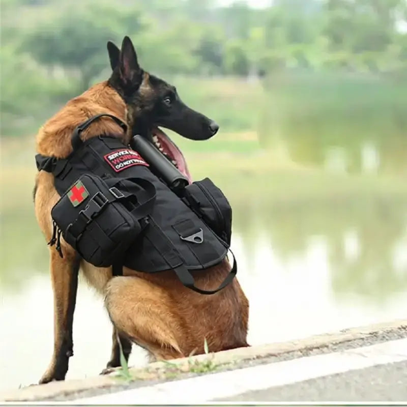 Un malinois vu de dos assis avec un harnais militaire pour chien noir.