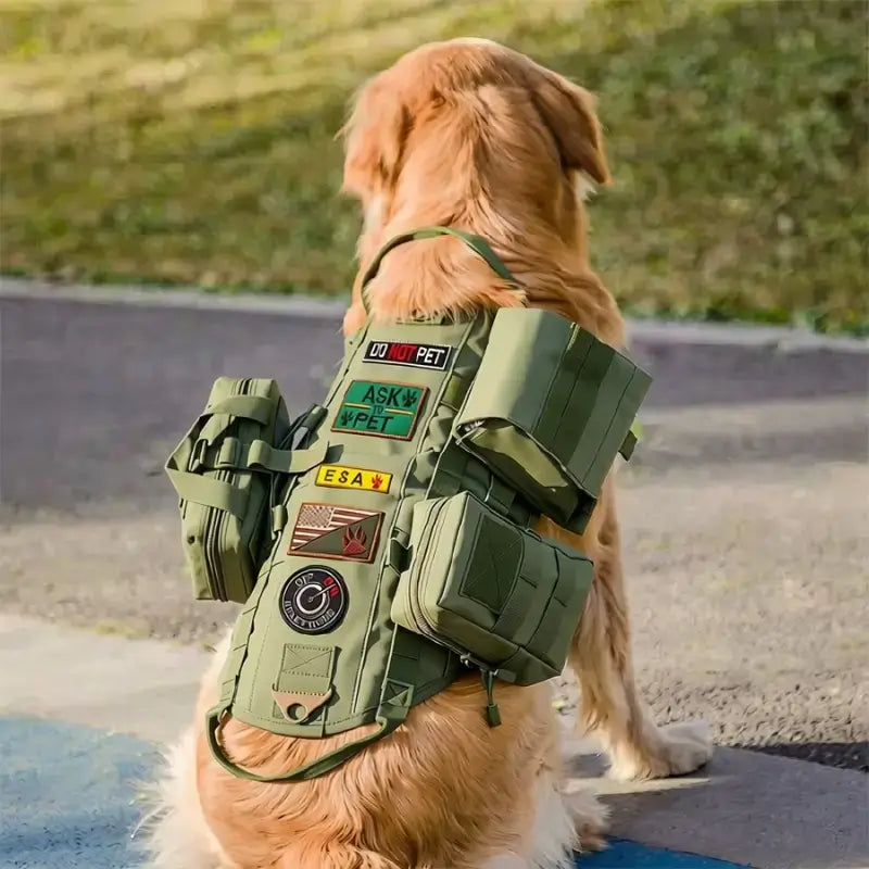 Vu de dos, un golden retriever assis porte un harnais tactique pour chien vert armé.