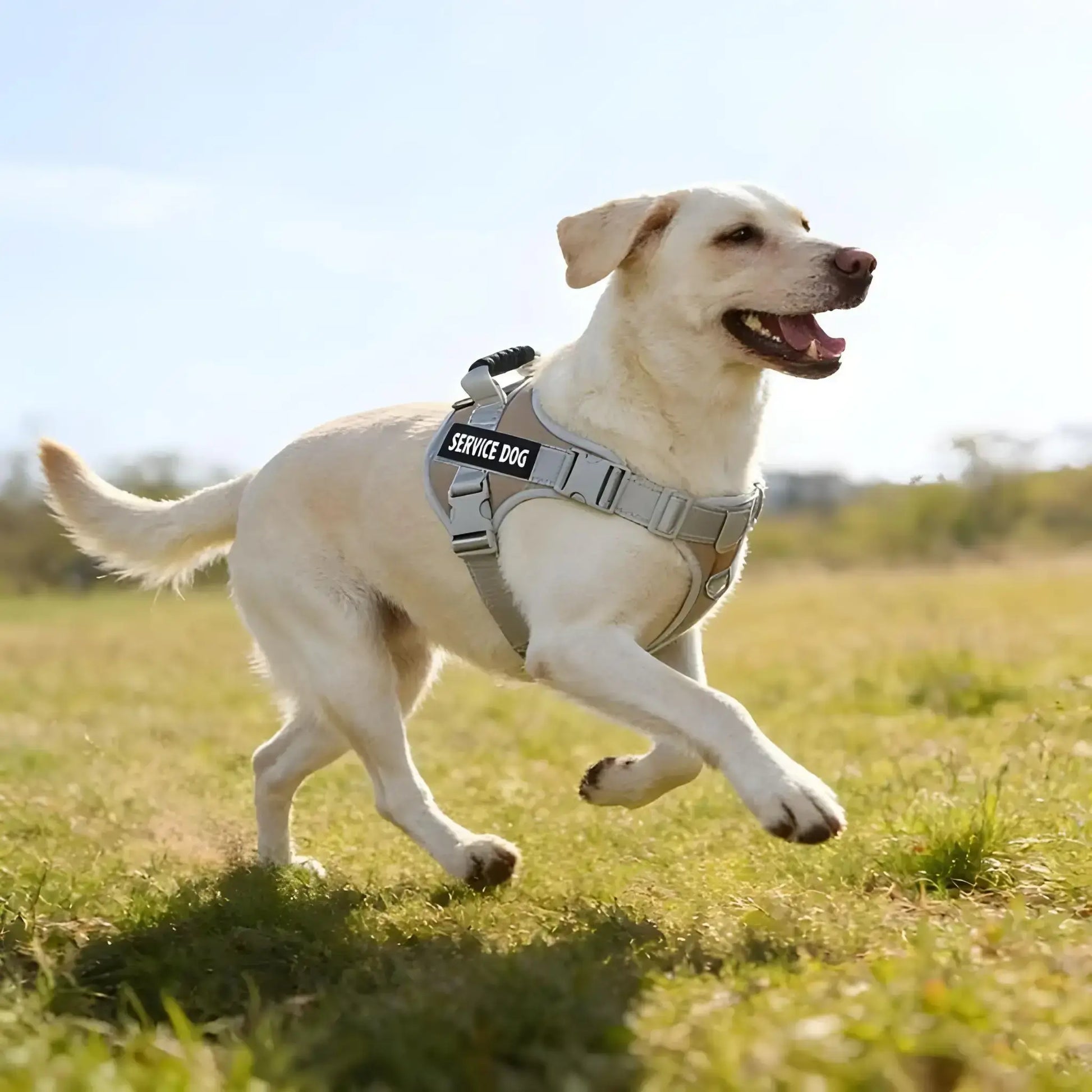 Un labrador court dans un champ avec son harnais pour chien personnalisé beige.