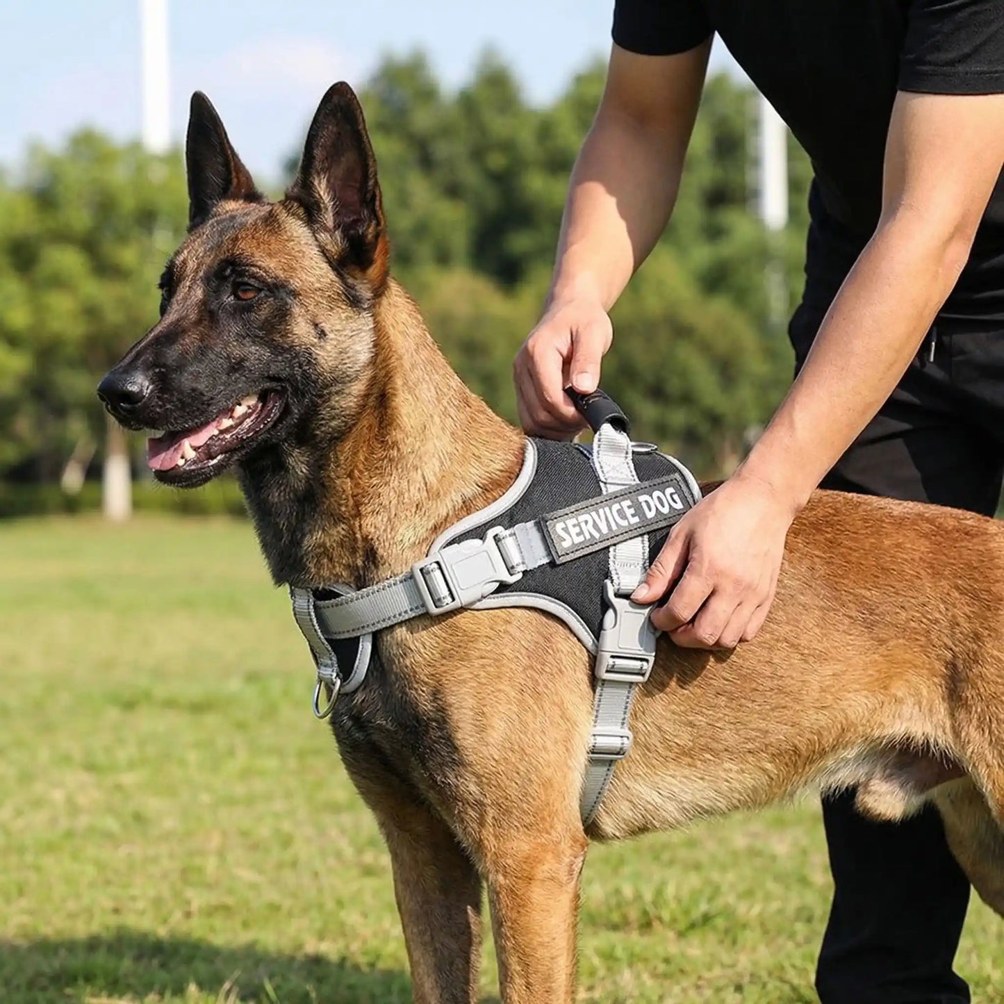 Un homme met en place sur son Malinois le harnais pour chien personnalisé.