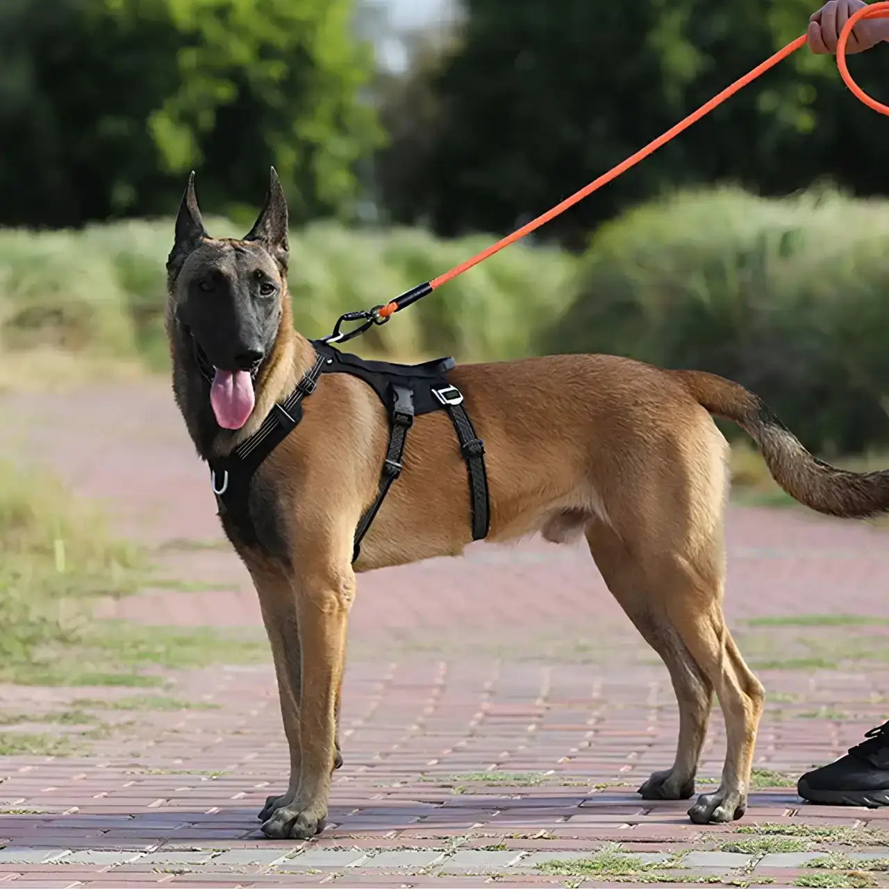 Vue latérale d'un malinois debout en laisse avec son harnais pour chien personnalisé noir.