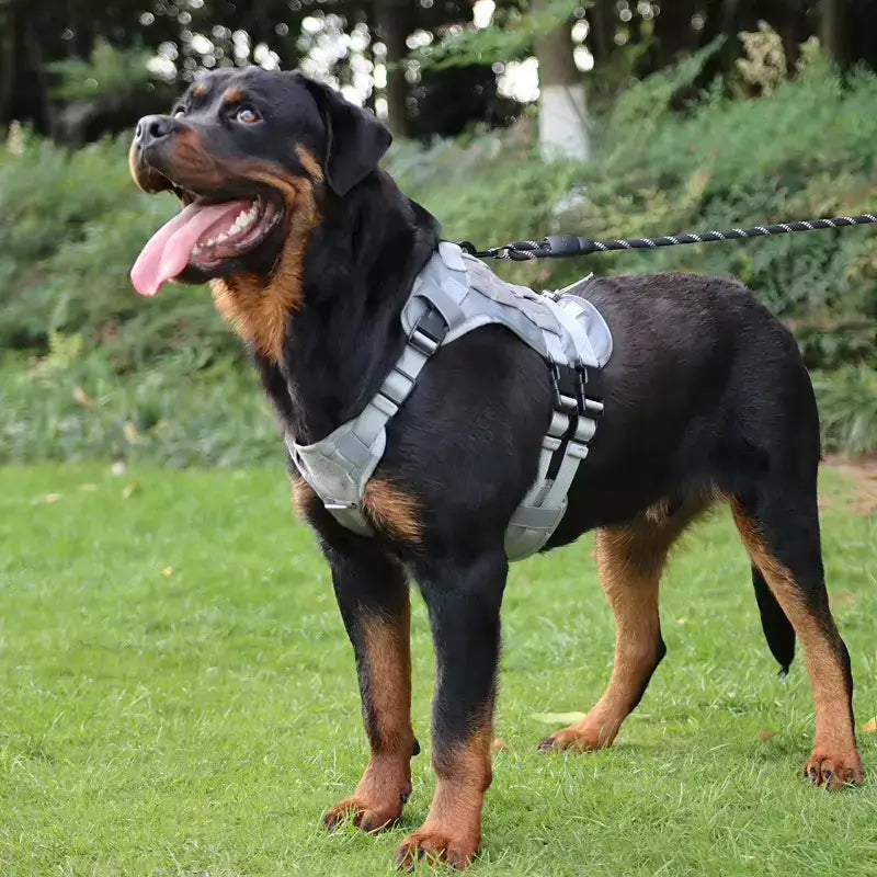 Un harnais pour chien tactique  gris sur un rottweiler en laisse.