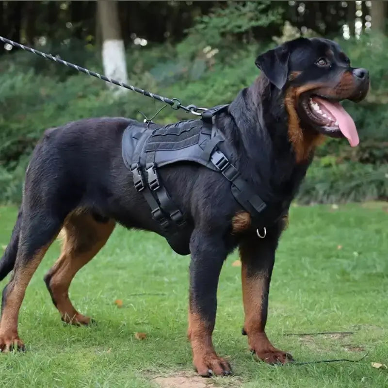 Un harnais noir tactique sur un Rottweiler. 