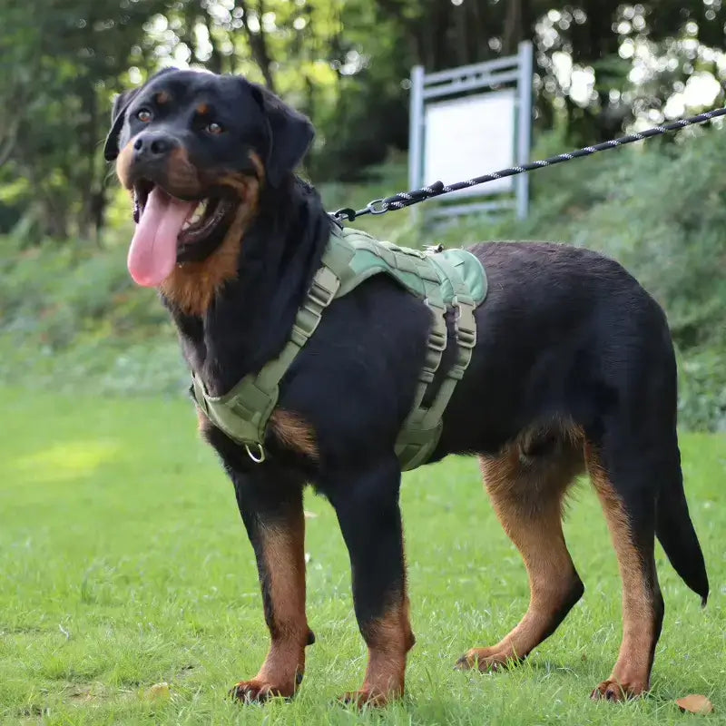 Un Rottweiler en laisse avec un harnais pour chien vert.