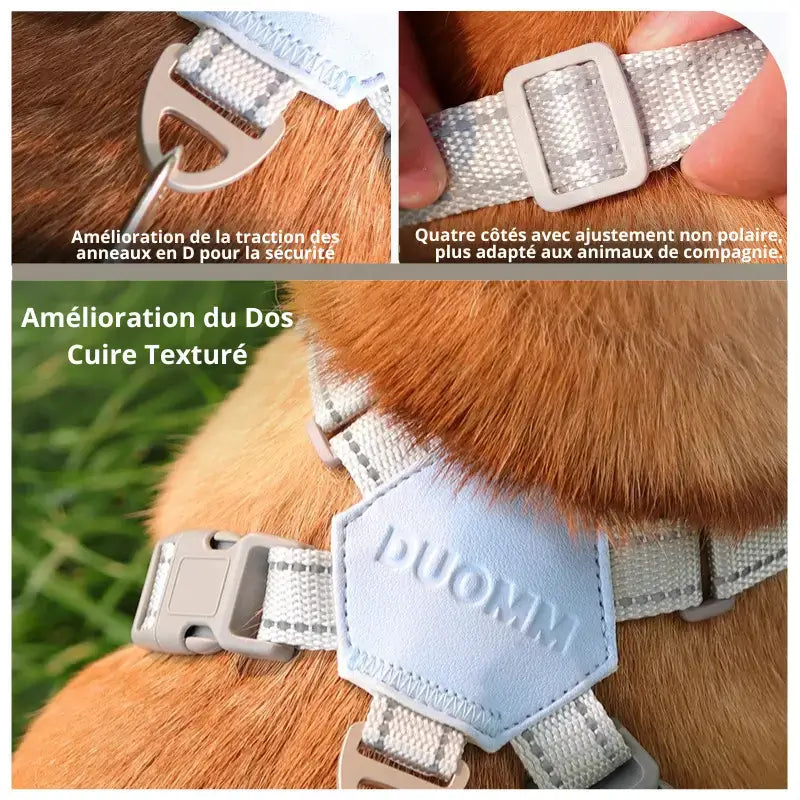 Détails du harnais pour chien : anneaux en D, quatre côtés ajustables, cuir dos teinturé.