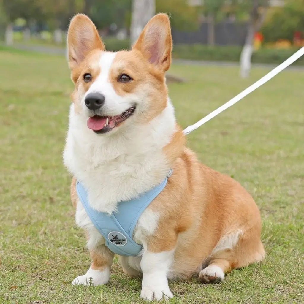 Un corgi assis sur la pelouse avec son harnais pour chien bleu.
