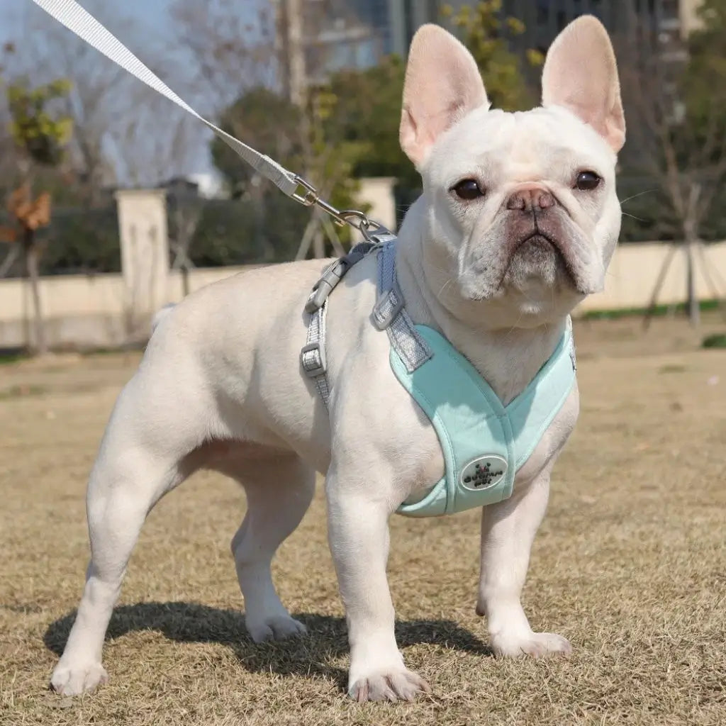 Un bouledogue français debout dans un parc avec son harnais pour chien turquoise