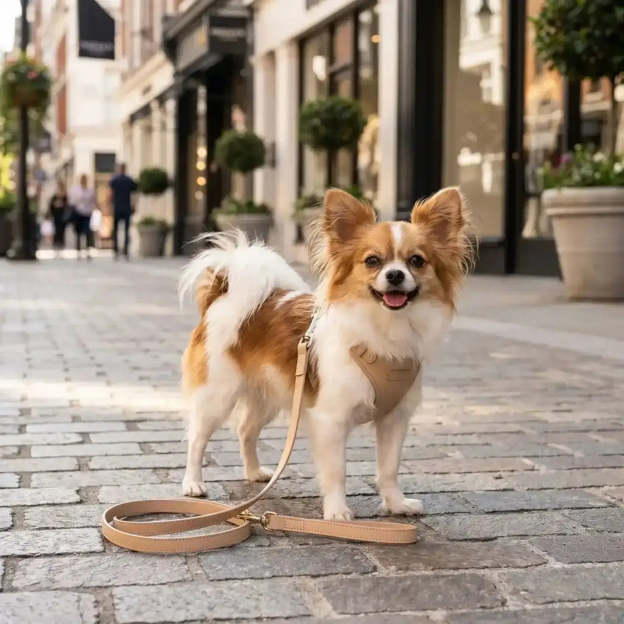 Un chihuahua papillon sur un trottoir en ville porte le harnais pour chihuahua et avec sa laisse assortie.