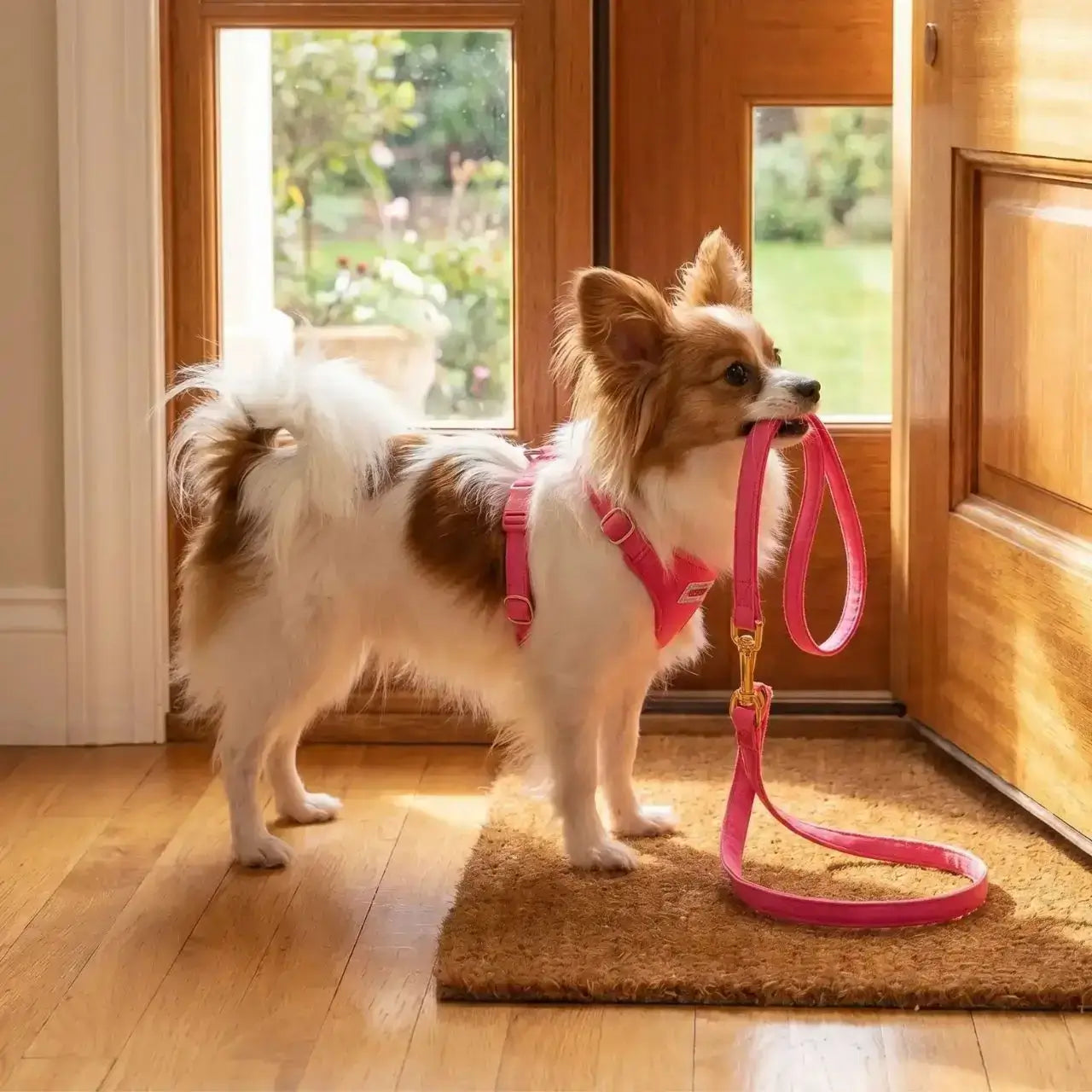 Vue latérale d'un chihuahua près de la porte avec son harnais pour chihuahua rose et une laisse assortie dans la bouche