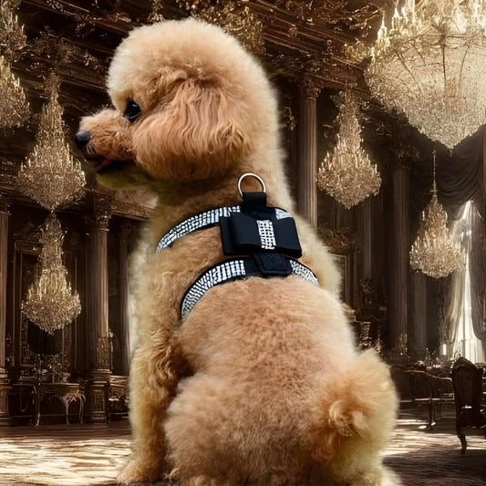 Un caniche run vu de dos assis dans un château vêtu du harnais pour chiot noir.