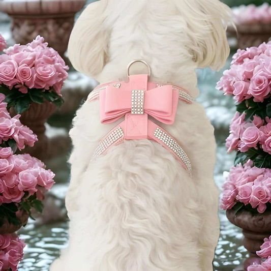 Un bichon frisé blanc assis entouré de roses avec son harnais chiot rose.