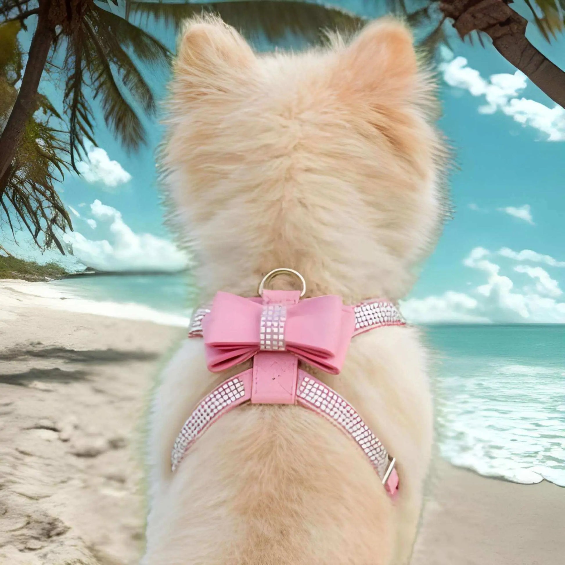 Un west highland vu de dos assis à la plage avec son harnais pour chiot rose avec strass.