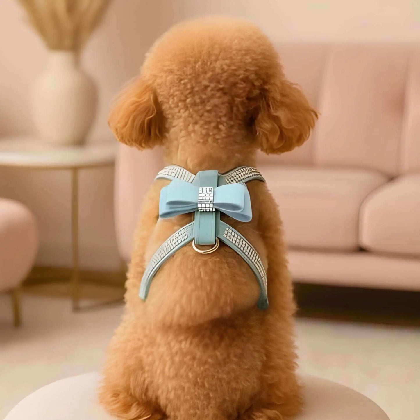Un caniche assis dans un salon
vu de dos avec un harnais pour chiot turquoise avec strass.