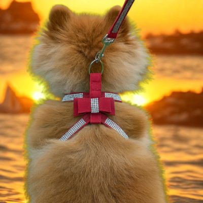 harnais chiot couleur rouge