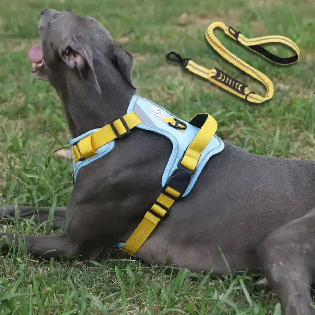 Un greyhound allongé sur la pelouse avec son harnais confort pour chien bleu et jaune avec une laisse assortie.