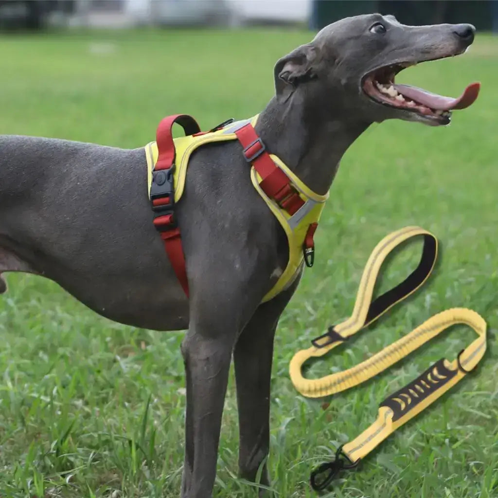 Un whippet avec un harnais confort pour chien de couleur jaune et rouge avec une laisse assortie.