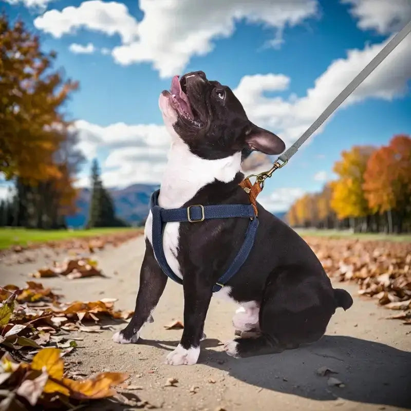 Un Boston terrier assis en laisse avec son harnais bleu.