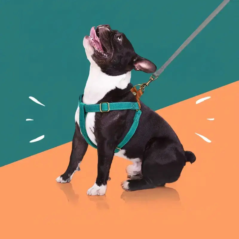 Un harnais turquoise sur un boston terrier assis en laisse.
