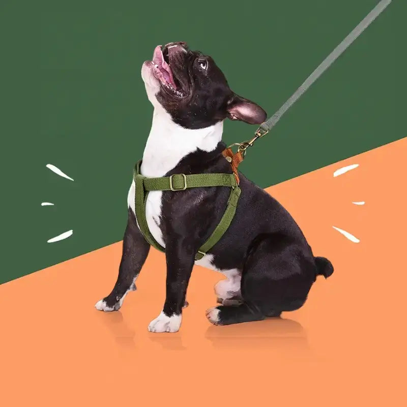 Un Boston terrier assis en laisse porte un harnais pour chien vert.