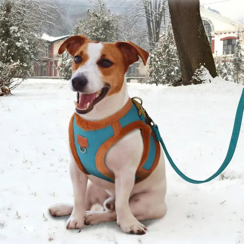 Un Jack Russell en laisse assis sur la neige est vêtu de son harnais