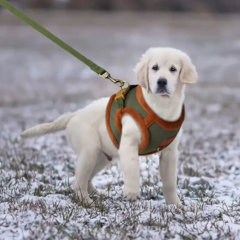 En hiver, un chiot labrador avec son harnais et sa laisse pour chien vert.