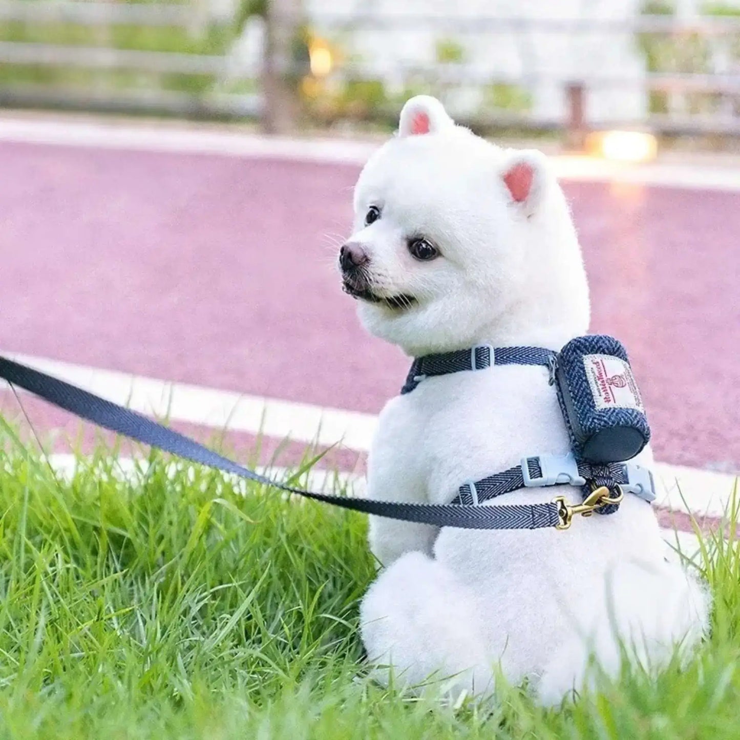 Un poméranien loulou assis sur une pelouse porte un harnais et une laisse pour chien assortie bleue.