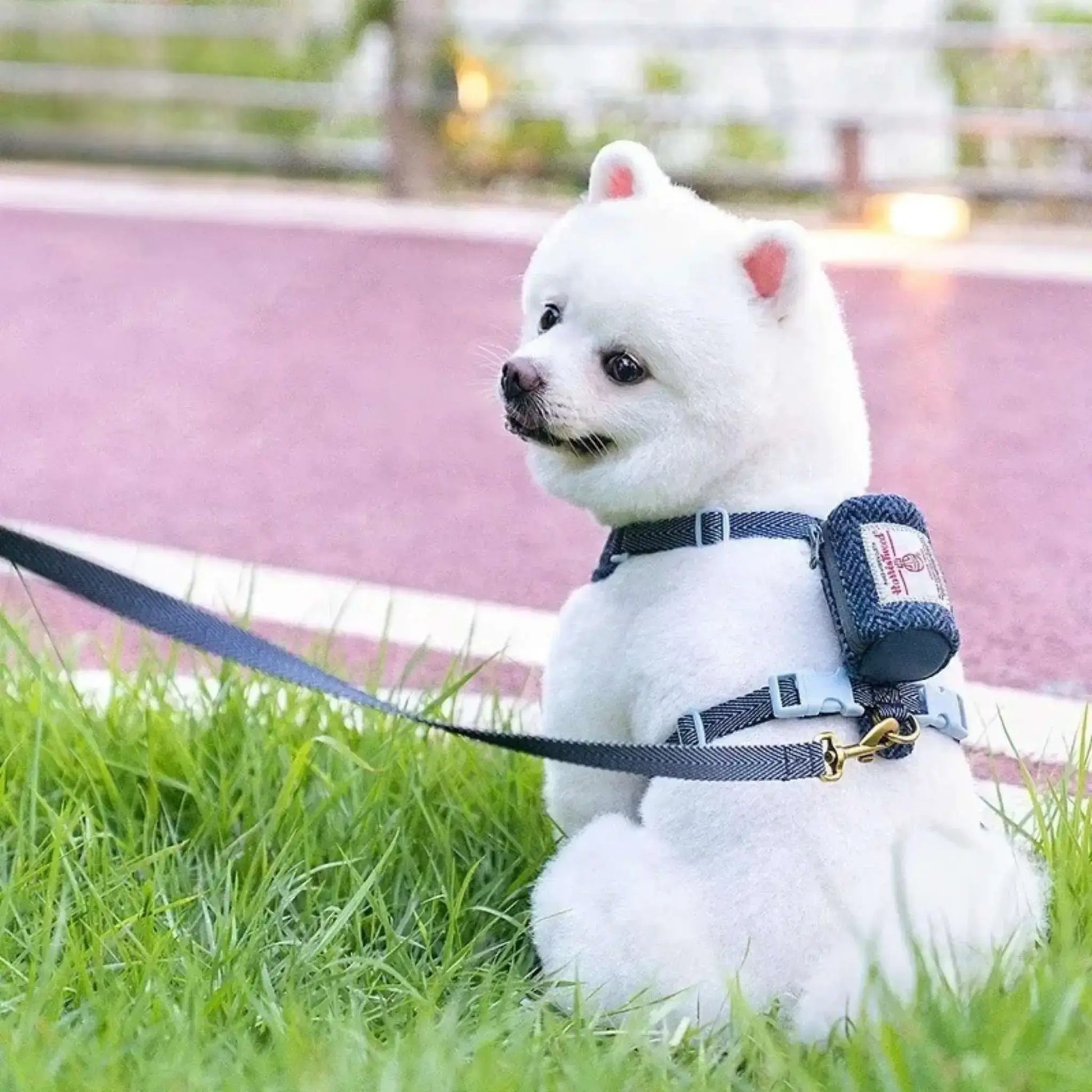 Un poméranien loulou assis sur une pelouse porte un harnais et une laisse pour chien assortie bleue.