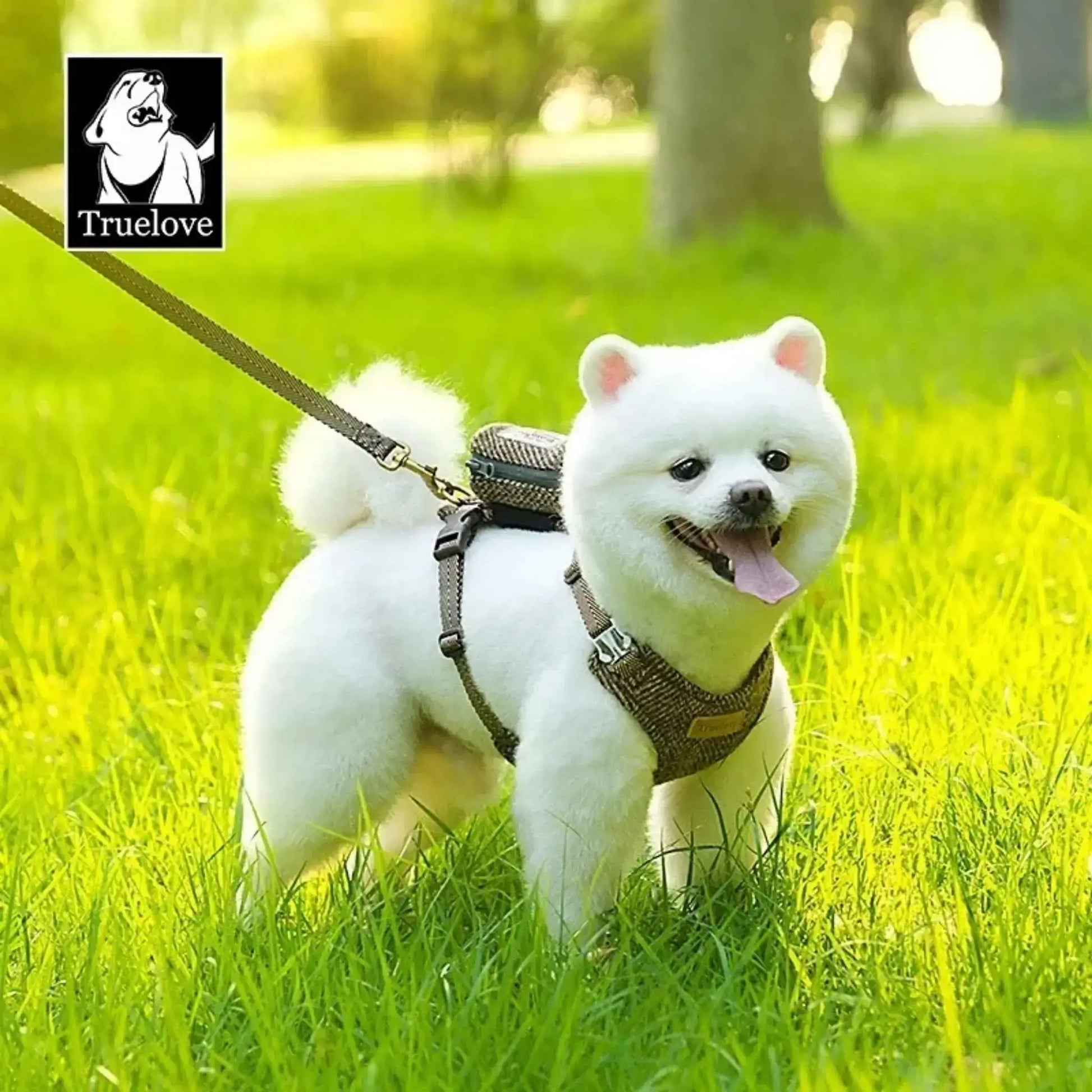 Un poméranien loulou sur une pelouse porte un harnais et une laissepour chien assortie marron.