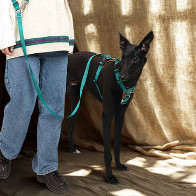 harnais femme debout chien harnais vert