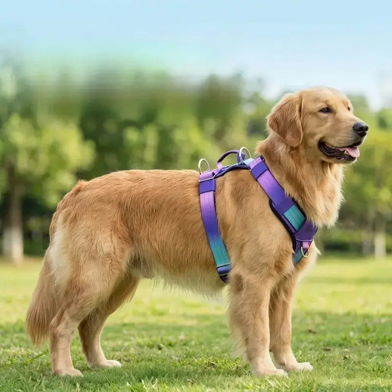 Un golden retriever avec un harnais de couleur violet et bleu.