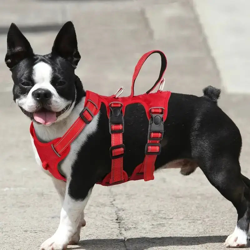 Vue latérale d'un Boston terrier avec son harnais rouge.