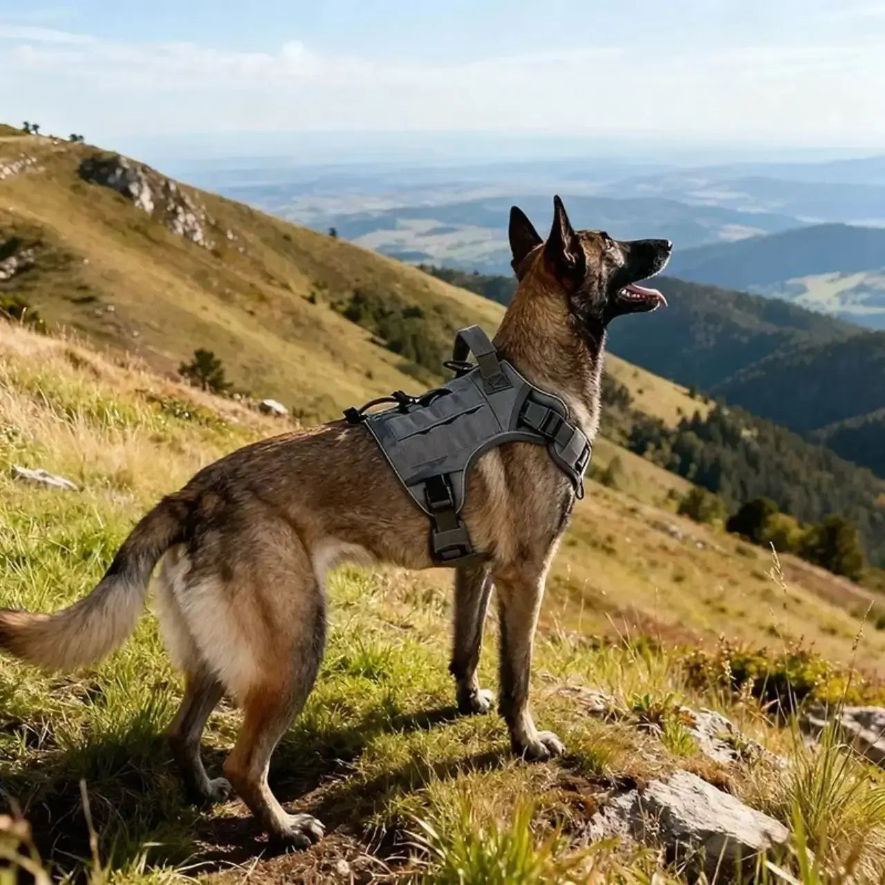 Un malinois en randonnée dans les montagnes avec son harnais militaire pour chien gris.