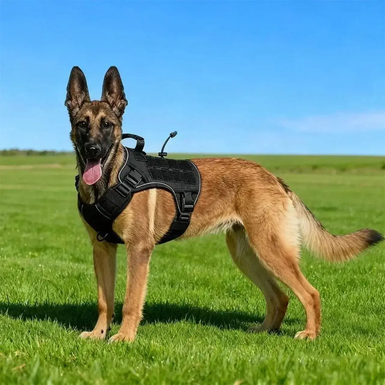 Un malinois debout sur une pelouse avec son harnais militaire noir.