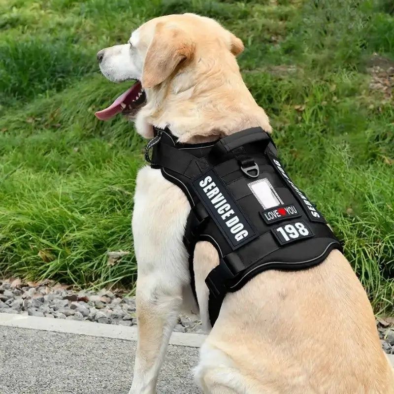 Vu de dos, un labrador porte un harnais de couleur noir.