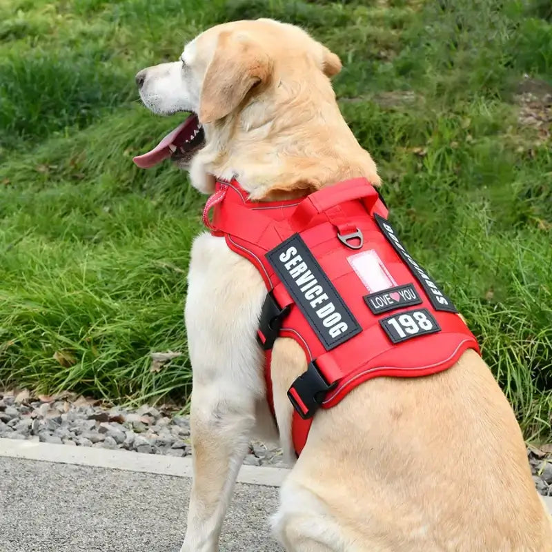 Un labrador vu de dos porte un harnais personnalisable pour chien rouge.