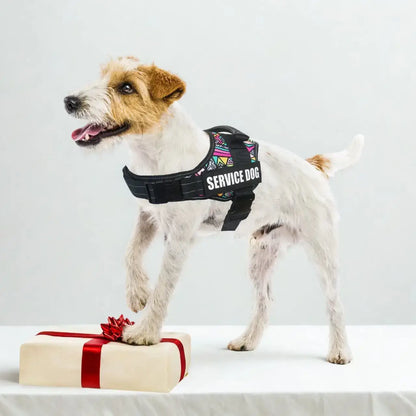 Un Jack Russell avec la patte sur un cadeau porte le harnais personnalisable de couleur multicolore treilli.