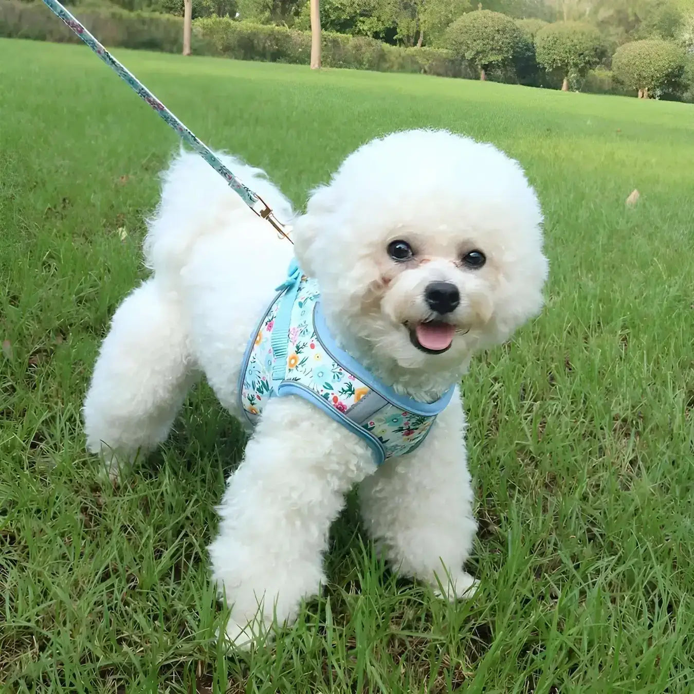 Un bichon frisé sur une pelouse avec un harnais pour petit chien turquoise avec motif de fleur.