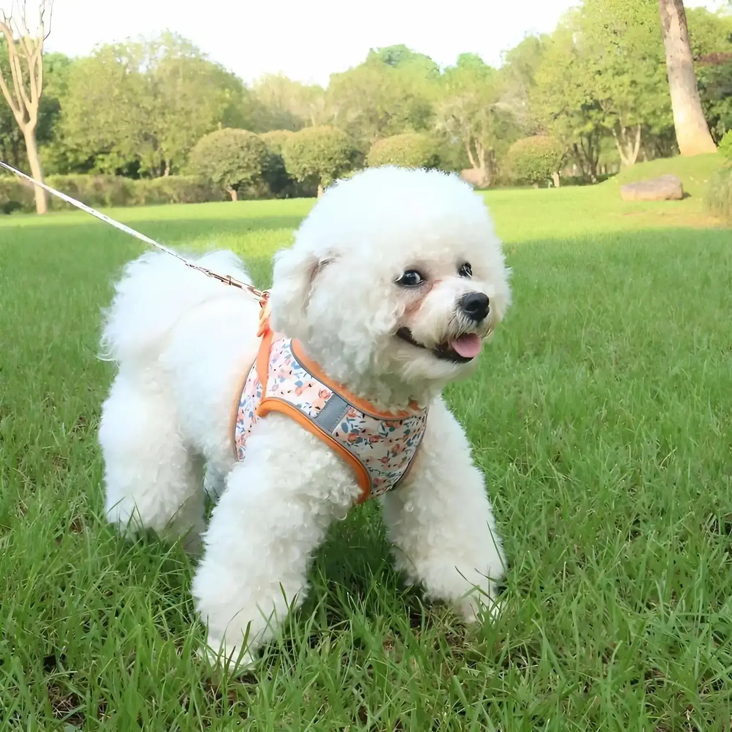 Un bichon frisé sur une pelouse avec un harnais pour petit chien orange avec motif de fleur.