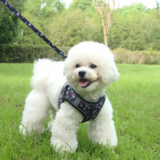 Un bichon frisé sur une pelouse avec un harnais pour petit chien violet avec motif de fleur.