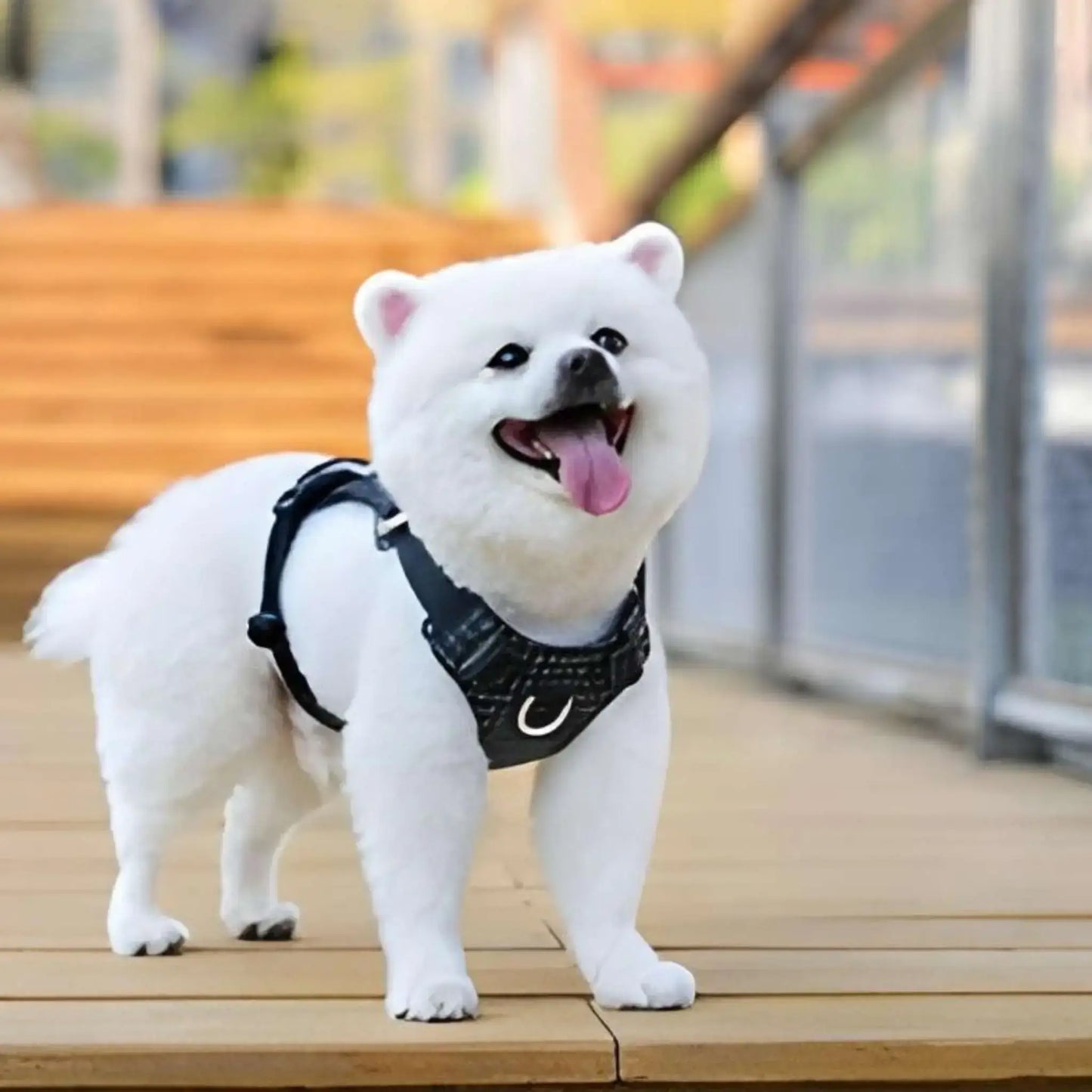 Un spitz japonais nain sur un balcon avec un harnais pour petit chien noir.