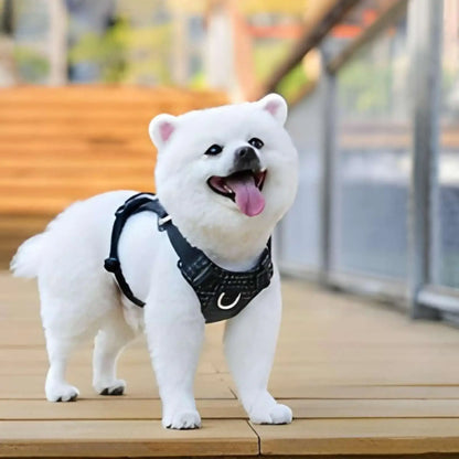Un spitz japonais nain sur un balcon avec un harnais pour petit chien noir.