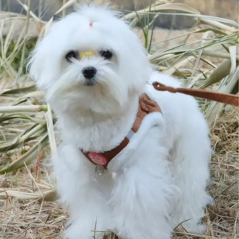 Un bichon maltais en laisse avec son harnais marron.