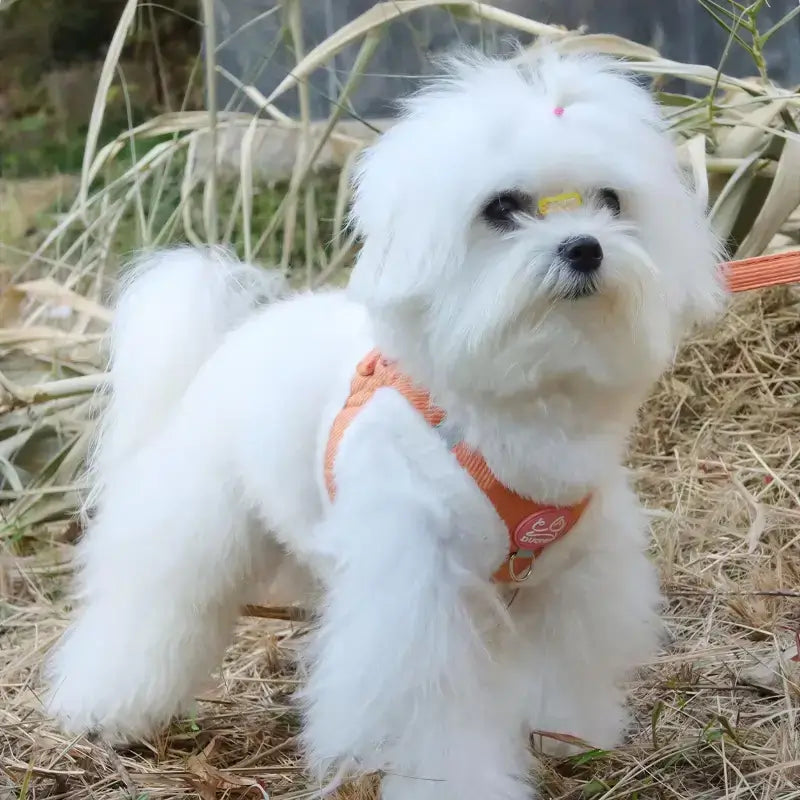 Un bichon maltais porte un harnais pour chien orange.