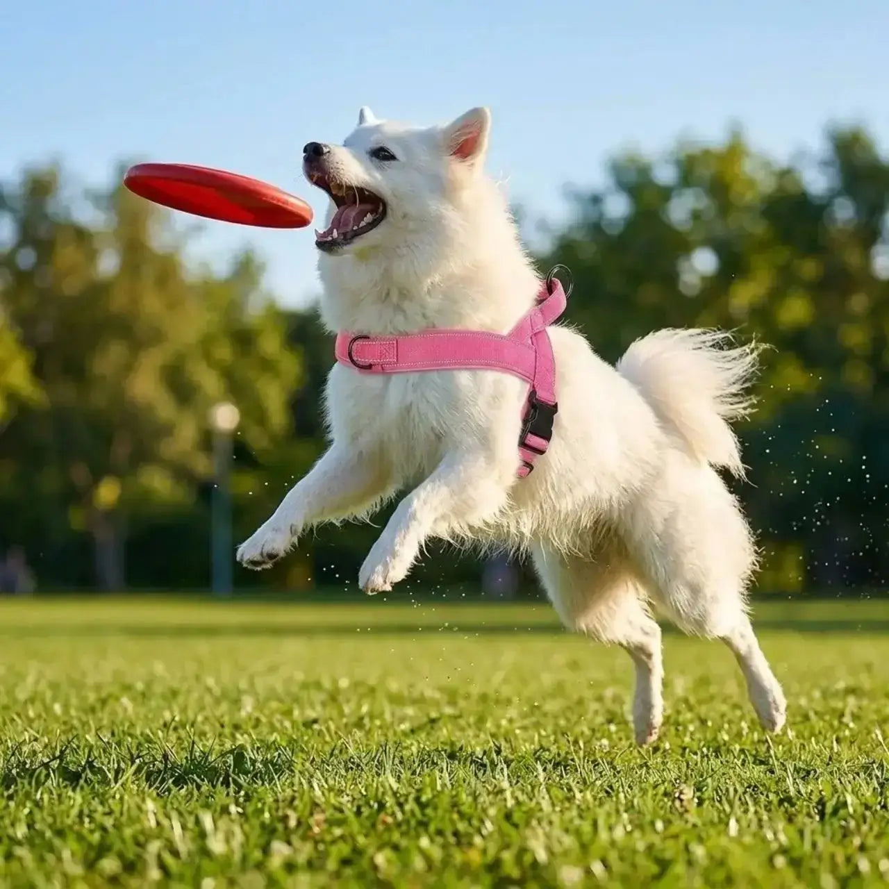 Un husky en action qui attrape un frisbee porte un harnais pour berger allemand rose.